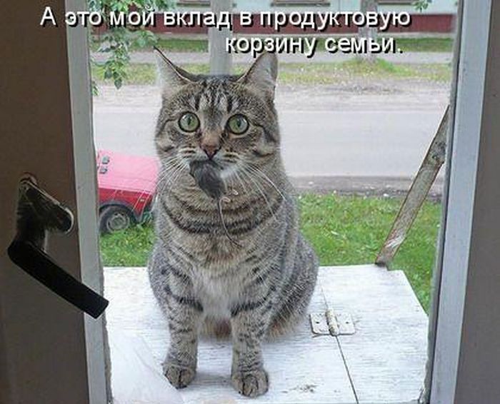 Смешные и познавательные картинки., фото 26