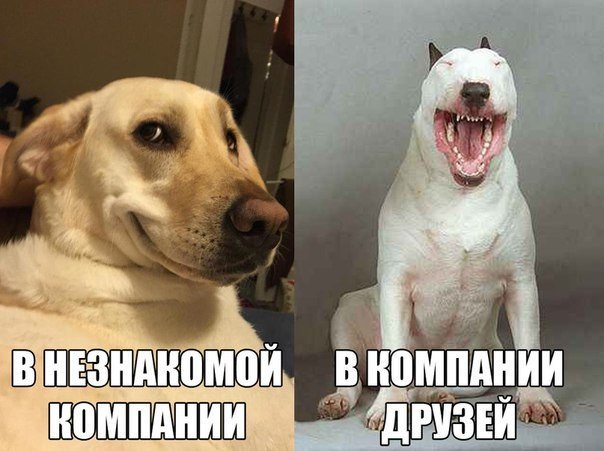 Смешные и познавательные картинки., фото 31