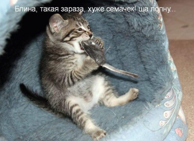 Смешные и познавательные картинки., фото 33