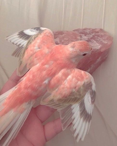 Обои с животными. Мир птиц: попугаи 🦜 , фото 49 Обои с животными. Мир птиц: попугаи 🦜 , фото 49