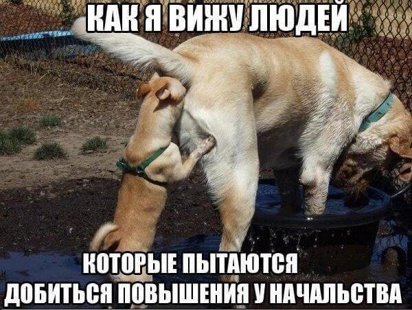 Смешные и забавные картинки зверей, фото 15 Смешные и забавные картинки зверей, фото 15
