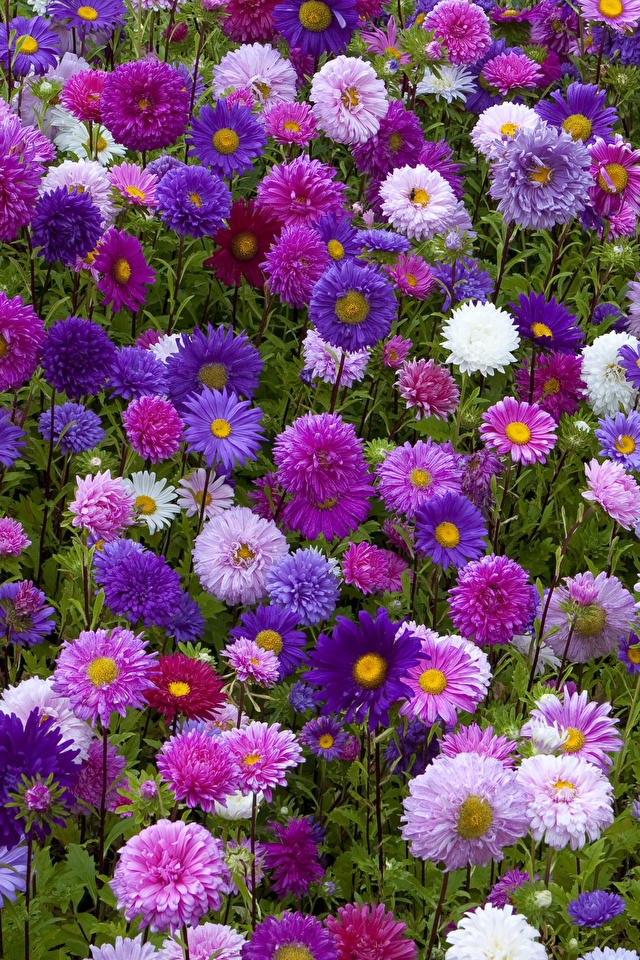 Обои и заставки на тему Цветы, фото 14 Обои и заставки на тему Цветы, фото 14