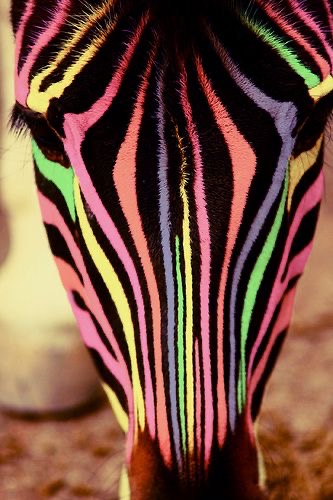 Обои в мире животных. Обои с зебрами, фото 30