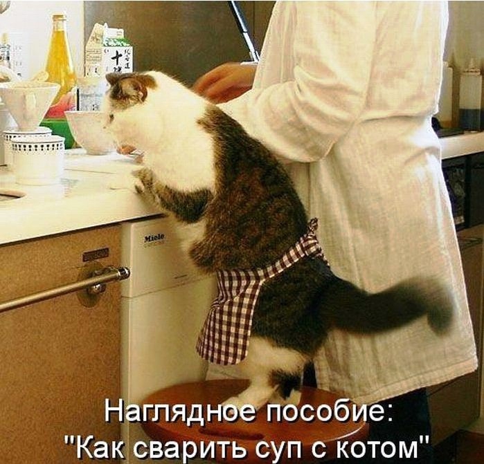 Смешные картинки с котиками. Часть 1, фото 5 Смешные картинки с котиками. Часть 1, фото 5