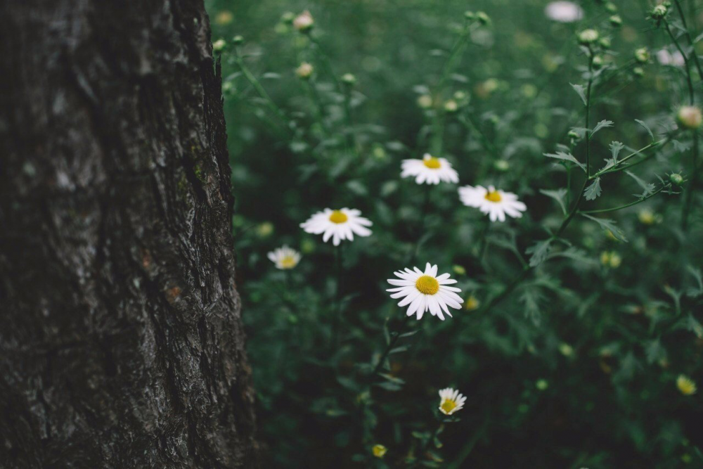 Обои с ромашками , фото 39