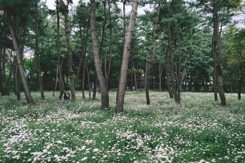 Обои с ромашками , фото 35