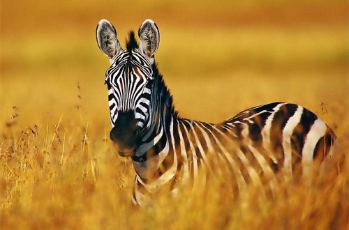 Обои в мире животных. Обои с зебрами, фото 31