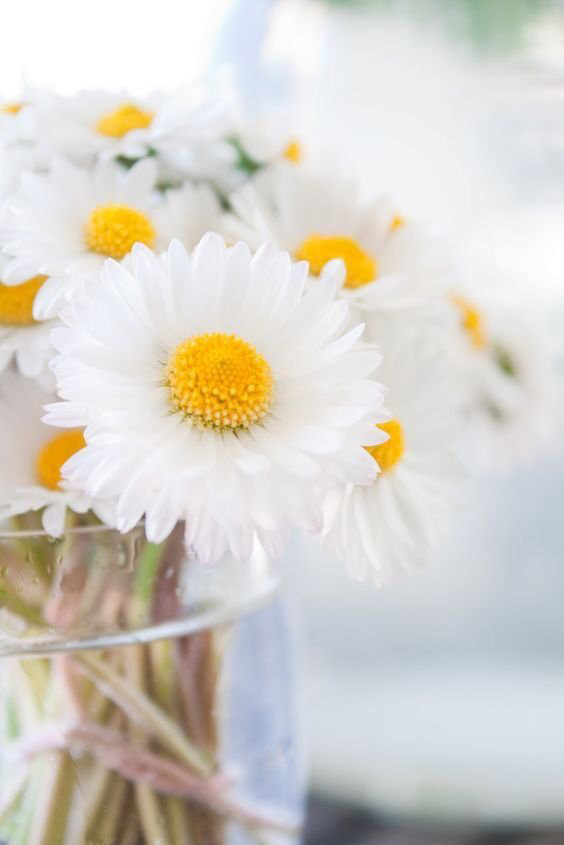 Обои с ромашками , фото 47