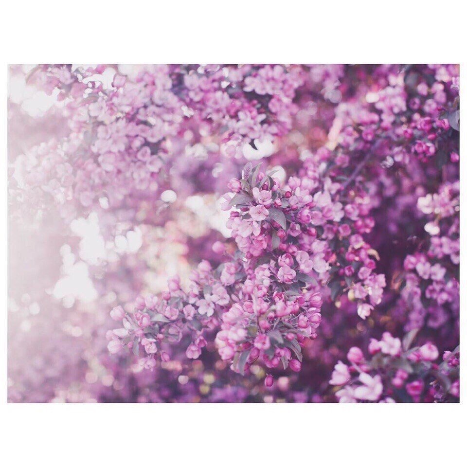 Обои с сиренью , фото 10