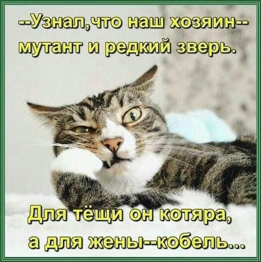 Настроение КОШКИ!, фото 8 Настроение КОШКИ!, фото 8