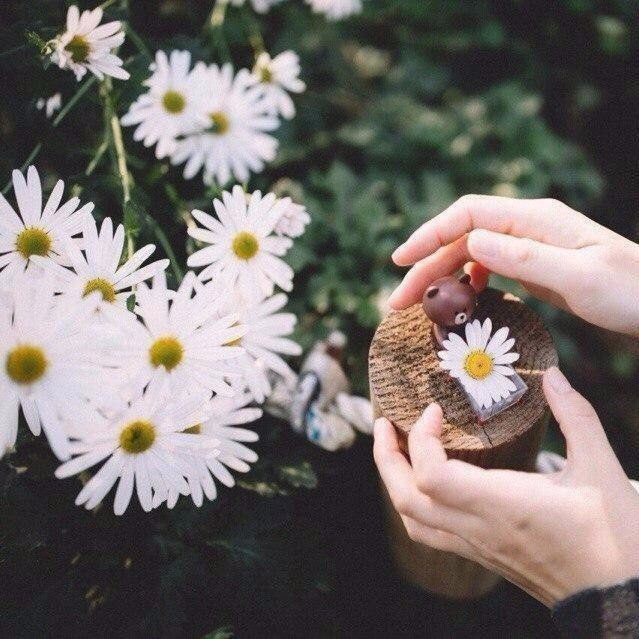 Обои с ромашками , фото 15