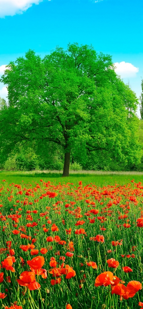 Открытки Лето-прекрасная пора, фото 6 Открытки Лето-прекрасная пора, фото 6