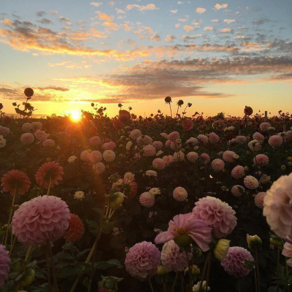 Весенние обои, фото 33 Весенние обои, фото 33