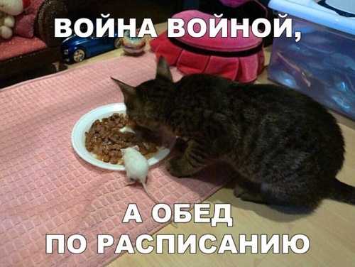 Смешные картинки с котиками. Часть 2, фото 24 Смешные картинки с котиками. Часть 2, фото 24