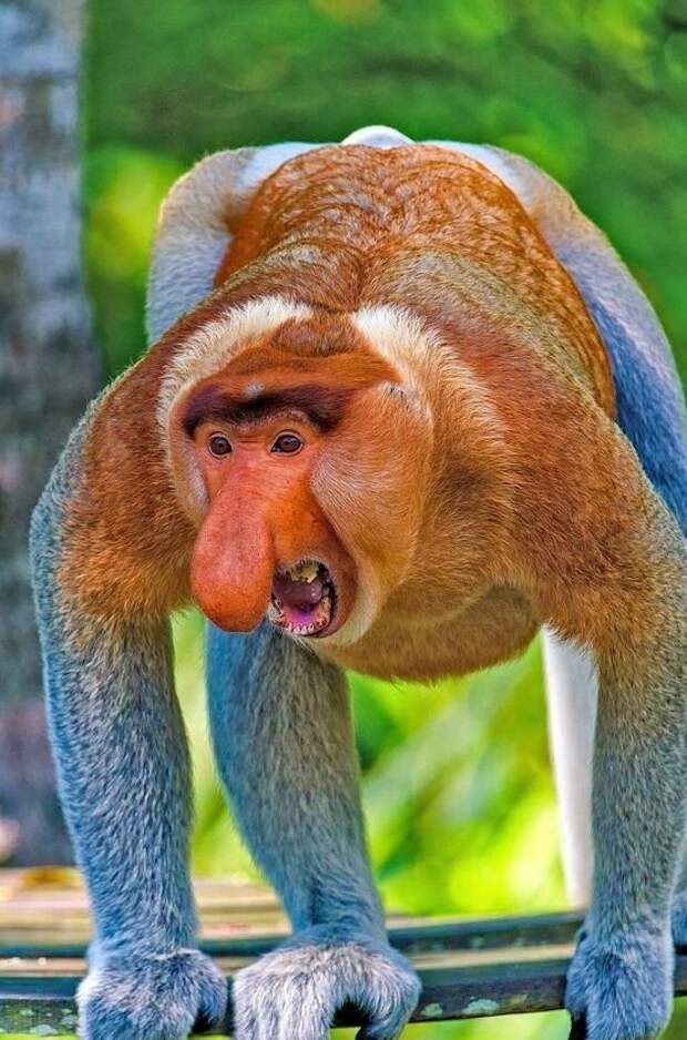 Братья наши меньшие, фото 30 Братья наши меньшие, фото 30