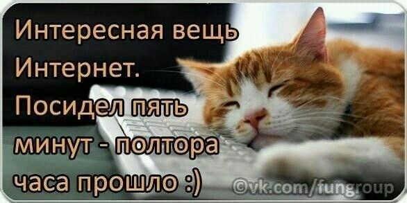 Настроение КОШКИ!, фото 12 Настроение КОШКИ!, фото 12