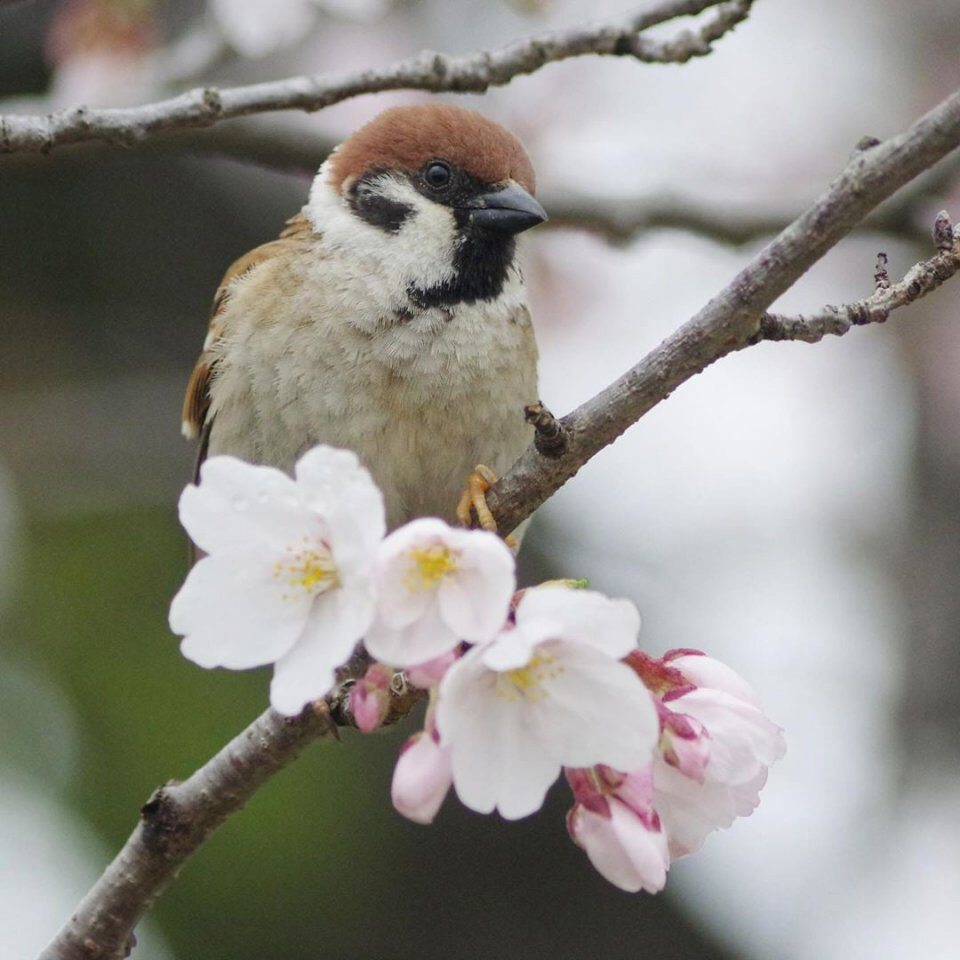 Весенние обои, фото 14 Весенние обои, фото 14