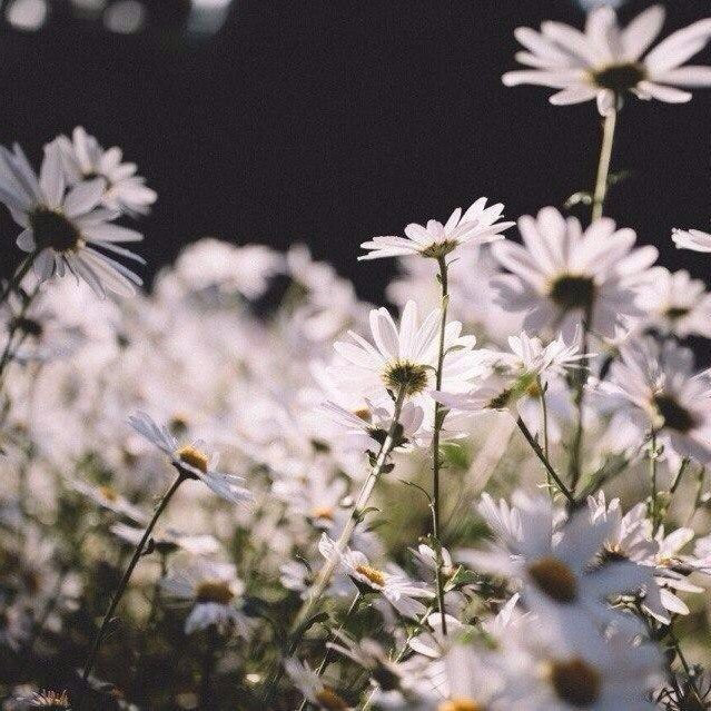 Обои с ромашками , фото 14