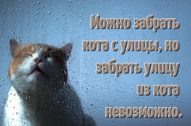 Смешные картинки с котиками. Часть 2, фото 9 Смешные картинки с котиками. Часть 2, фото 9