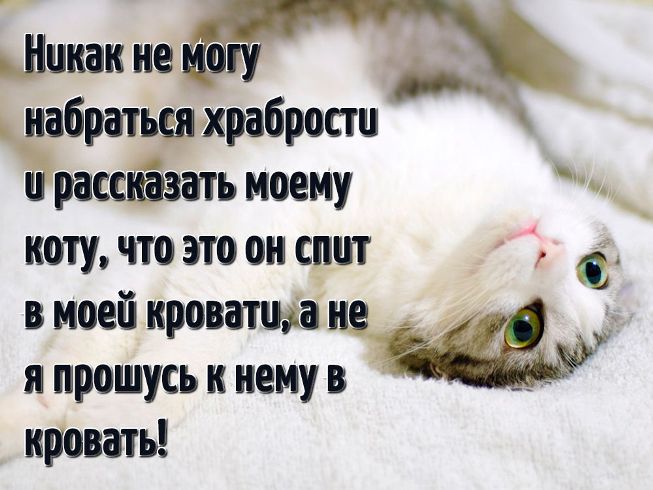 Смешные картинки с котиками. Часть 1, фото 29 Смешные картинки с котиками. Часть 1, фото 29