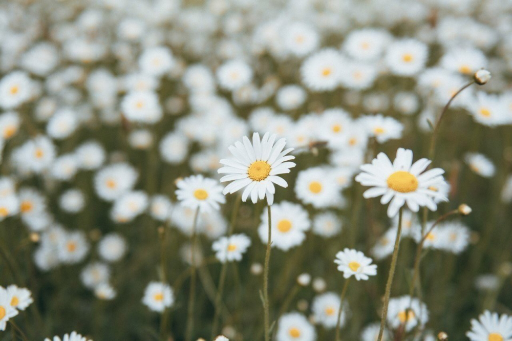 Обои с ромашками , фото 33