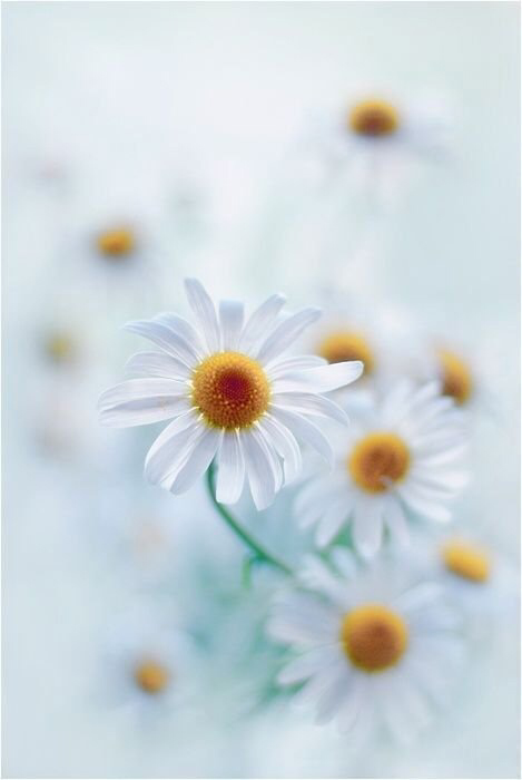 Обои с ромашками , фото 49
