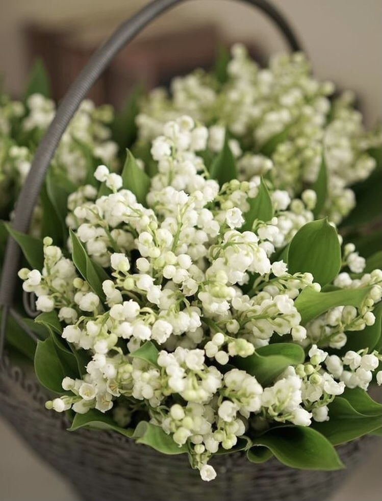 Обои с ландышами , фото 41 Обои с ландышами , фото 41