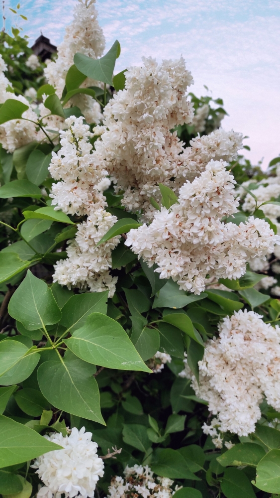 Обои с сиренью , фото 26