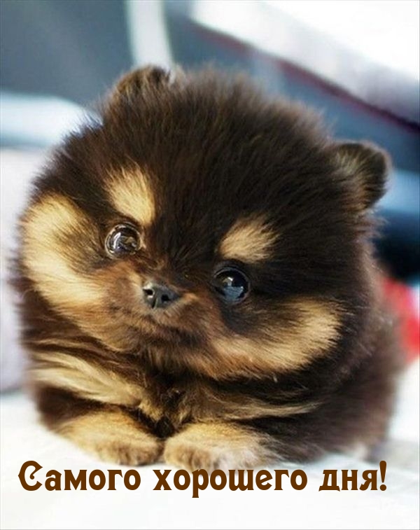 Пожелать хорошего дня проще простого!, фото 16 Пожелать хорошего дня проще простого!, фото 16