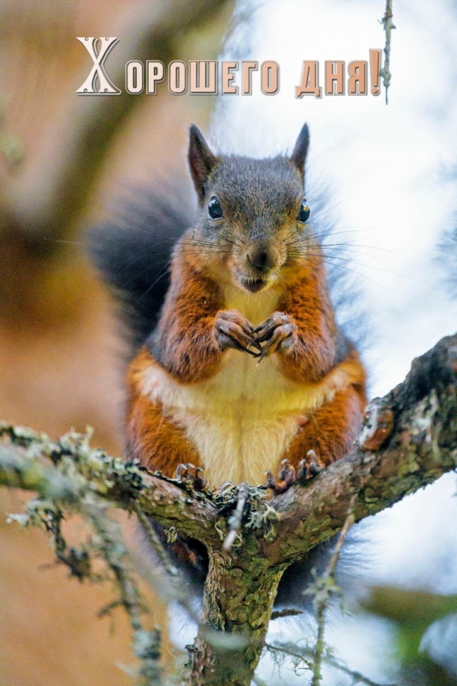 Пожелать хорошего дня проще простого!, фото 23 Пожелать хорошего дня проще простого!, фото 23