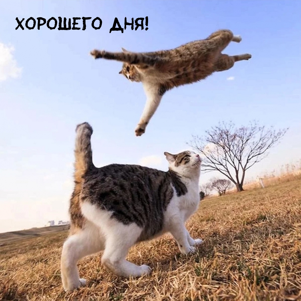 Пожелать хорошего дня проще простого!, фото 3 Пожелать хорошего дня проще простого!, фото 3