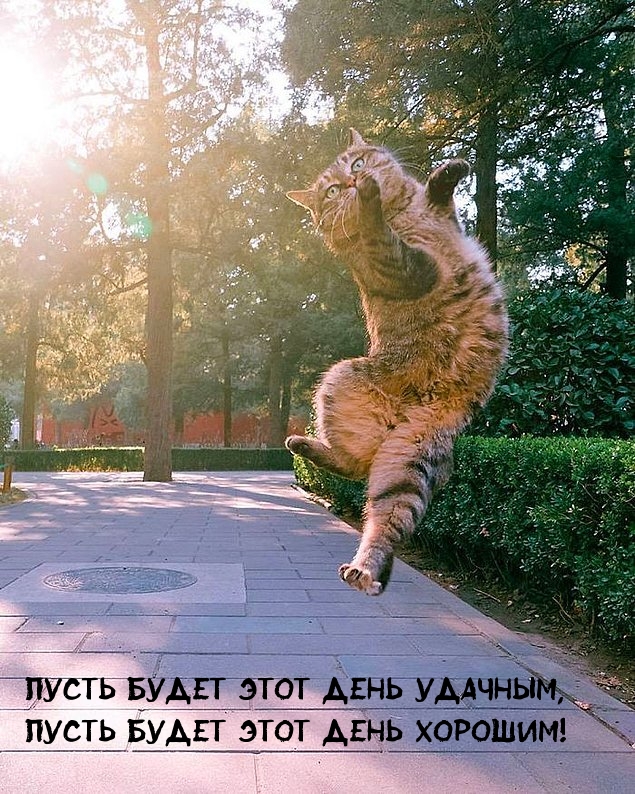 Пожелать хорошего дня проще простого!, фото 4 Пожелать хорошего дня проще простого!, фото 4