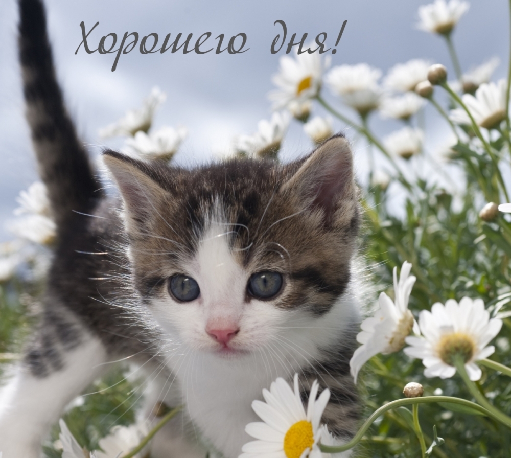 Пожелать хорошего дня проще простого!, фото 8 Пожелать хорошего дня проще простого!, фото 8
