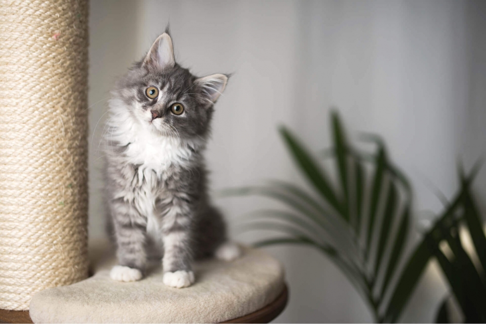 Обои милые котята , фото 11 Обои милые котята , фото 11