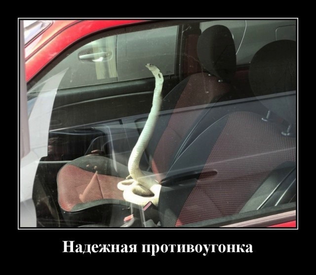 Неожиданный поворот - Позитив в картинках и не только., фото 3 Неожиданный поворот - Позитив в картинках и не только., фото 3