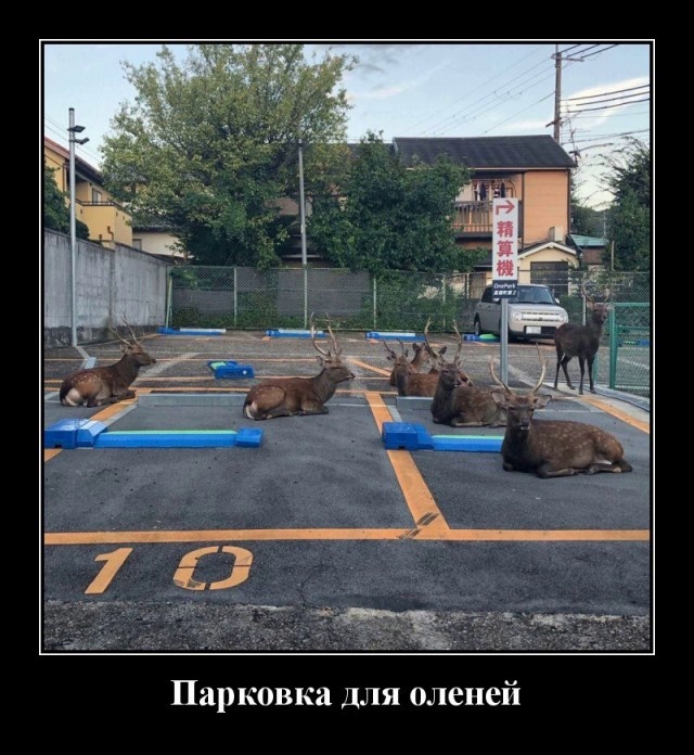 Неожиданный поворот - Позитив в картинках и не только., фото 7 Неожиданный поворот - Позитив в картинках и не только., фото 7