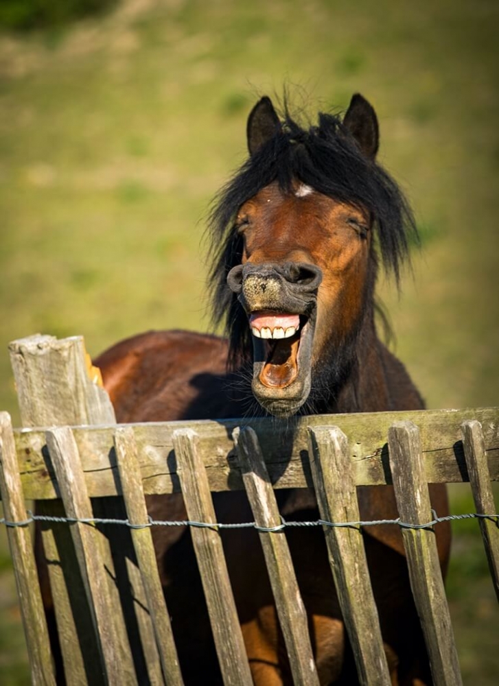 Братья наши меньшие, фото 4 Братья наши меньшие, фото 4