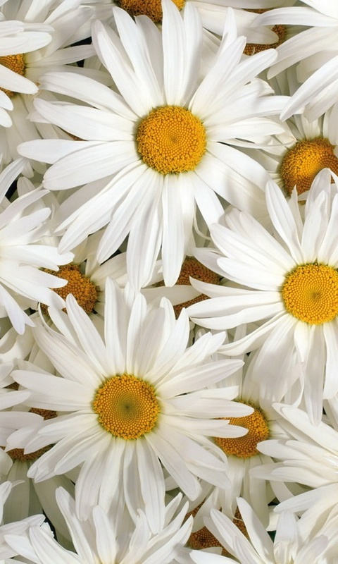 Обои и заставки на тему Цветы, фото 2 Обои и заставки на тему Цветы, фото 2