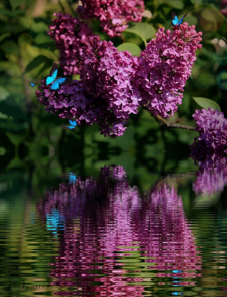 Обои с сиренью , фото 23