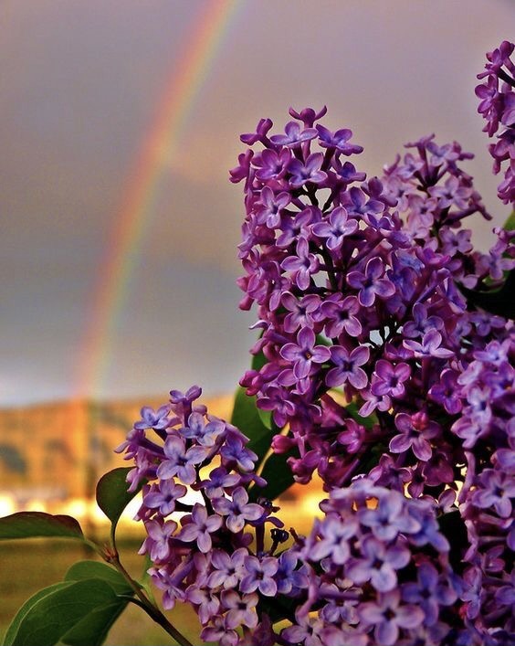 Обои с сиренью , фото 44