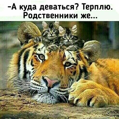 Котёнок-тоже тигр!