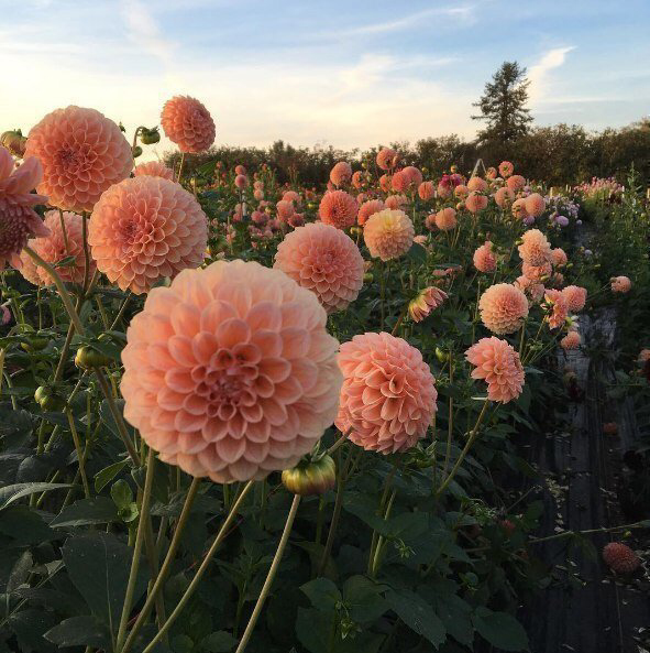 Весенние обои, фото 31 Весенние обои, фото 31