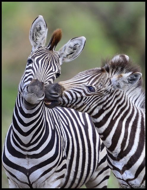 Обои в мире животных. Обои с зебрами, фото 33