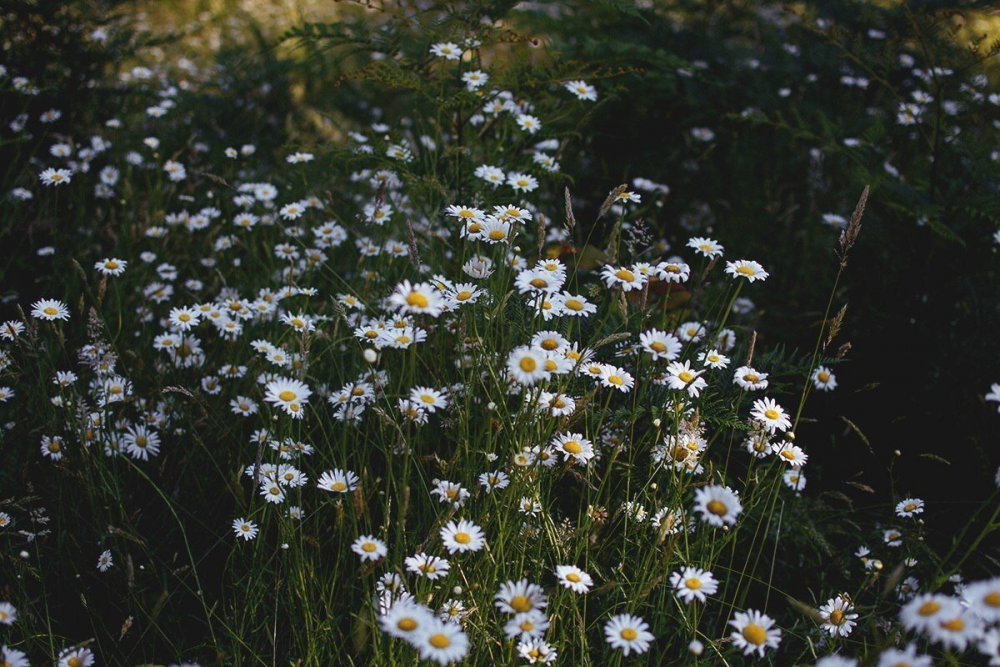 Обои с ромашками , фото 32