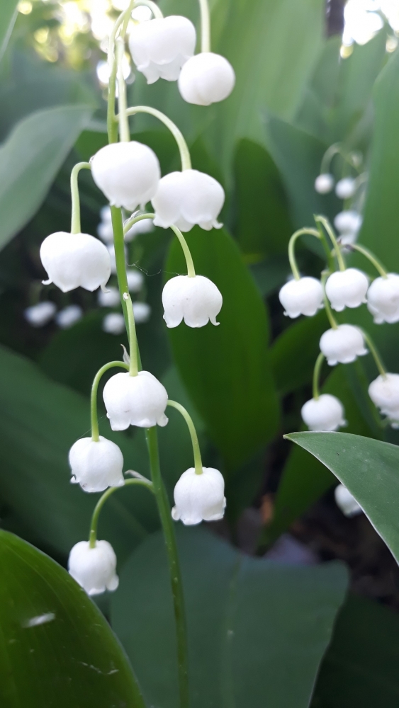 Обои с ландышами , фото 14 Обои с ландышами , фото 14