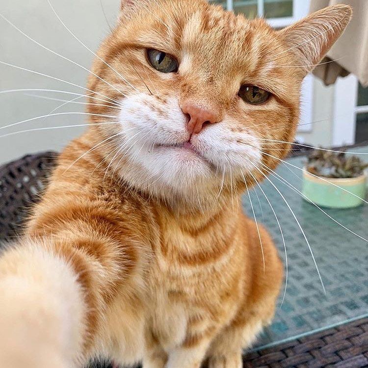 Смешные картинки с котиками. Часть 1, фото 22 Смешные картинки с котиками. Часть 1, фото 22