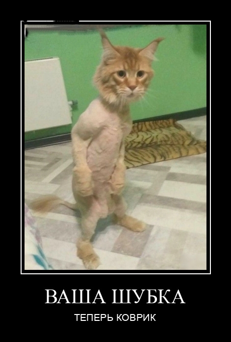 Свежая подборка демотиваторов., фото 32