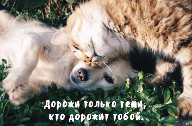 Открытка, картинка, дружба, открытка моим друзьям!, фото 6