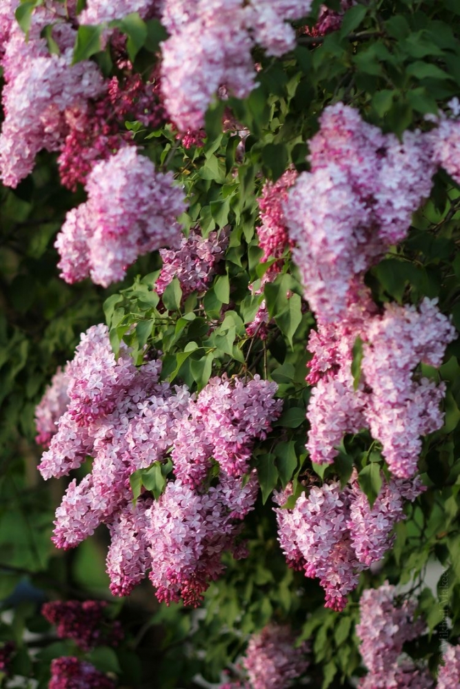 Обои с сиренью , фото 41