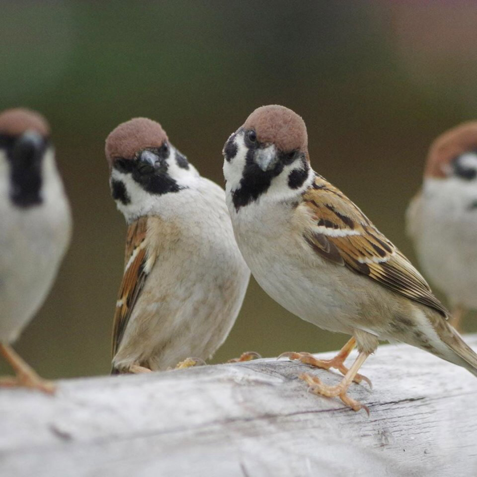Весенние обои, фото 12 Весенние обои, фото 12